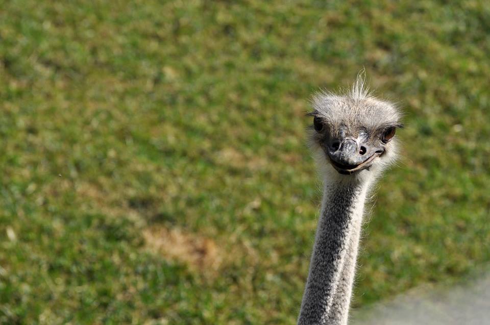 Ostrich checks out the camera.