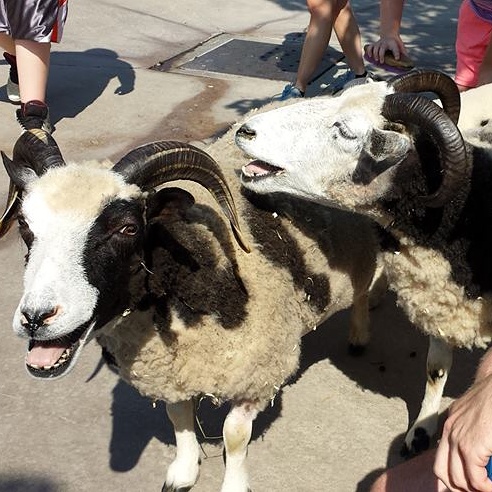 Smiling goats