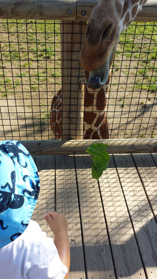 Giraffe feeding 