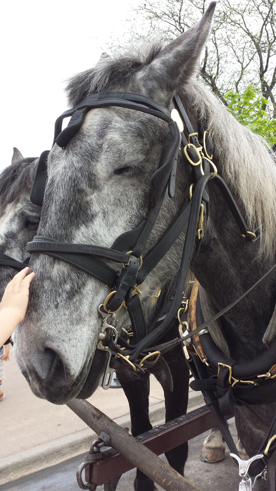 This is a picure of a black and grey horse, hooked up to a carriage (though you can only see the bridle and not the carriage). His name is Steve and Steve's eyes are closed in this picture.