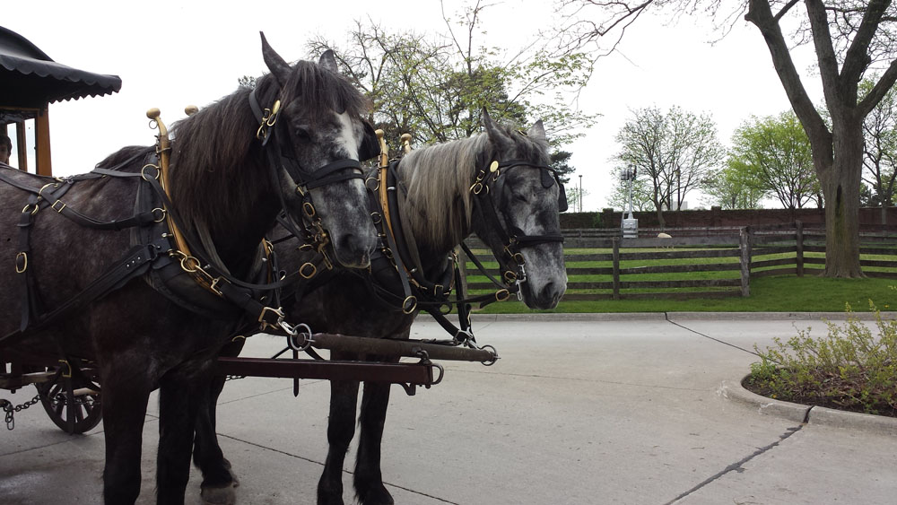 A horse drawn carriage at Greenfield Village!