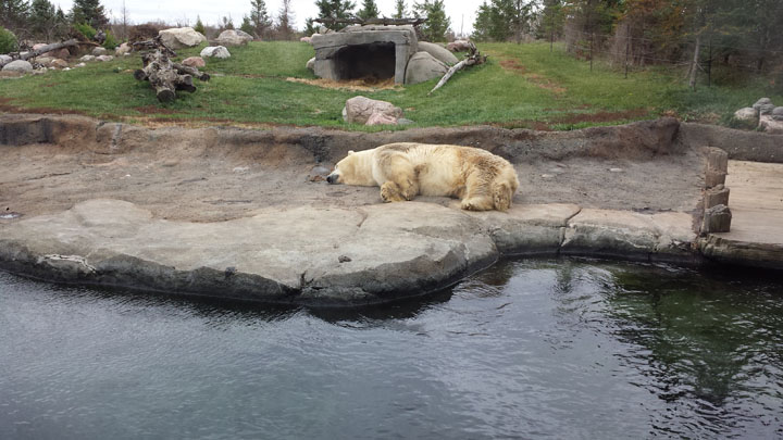 Polar bear sleeping at columbus zoo and aquarium