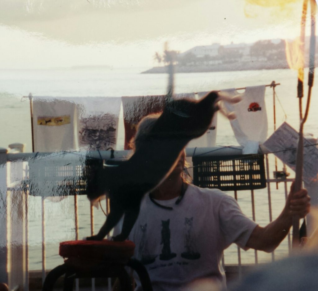 The cat show at the sunset festival in Key West, Florida, early 2000s.