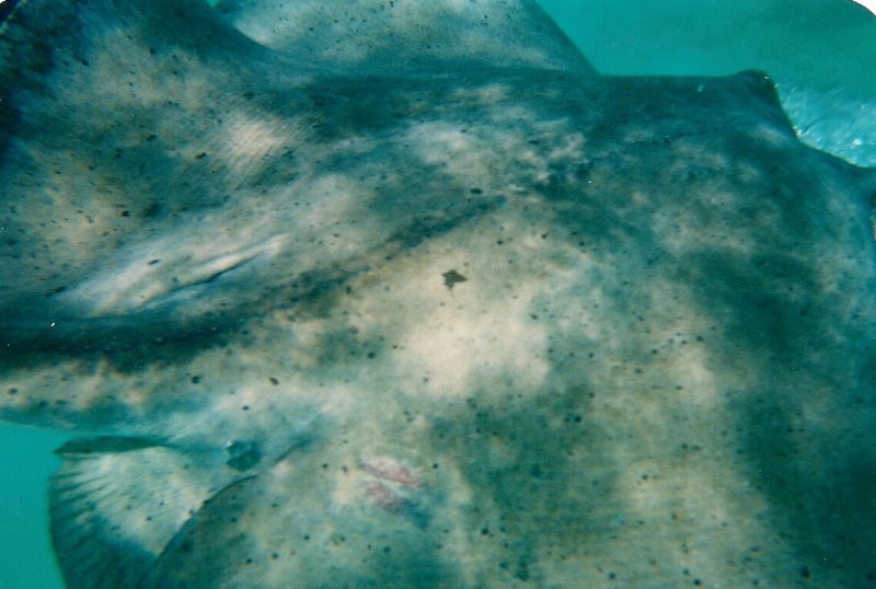 A picture of a gray stingray, it's really close to the camera, at Stingray City.