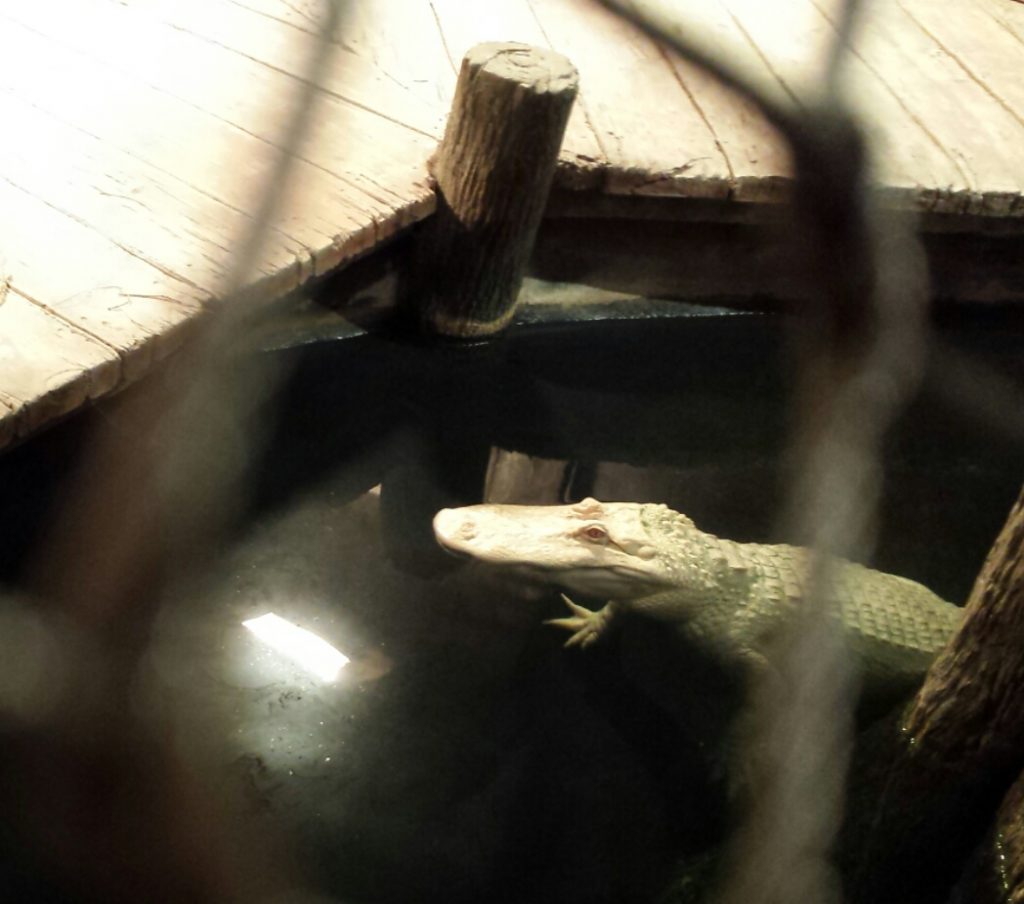 Newport Aquarium's albino alligator. It's all white and floating next to a "dock" in its enclosure.