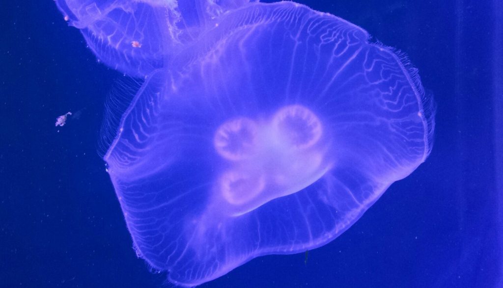 Jellyfish 