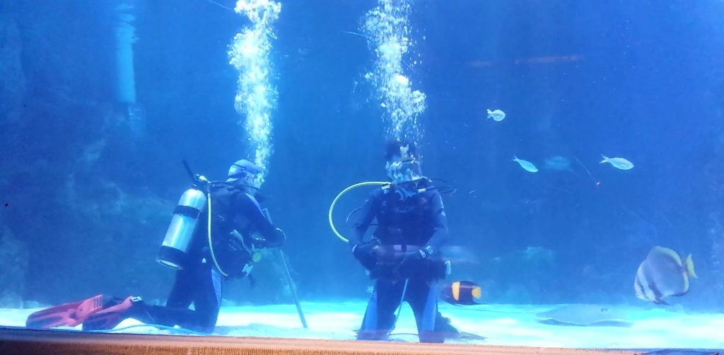 Diving with sharks at the Newport Aquarium 