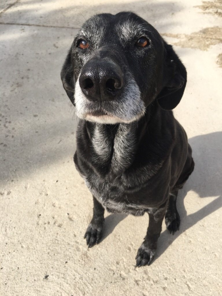 A funny picture of a black lab, with a grating muzzle. 