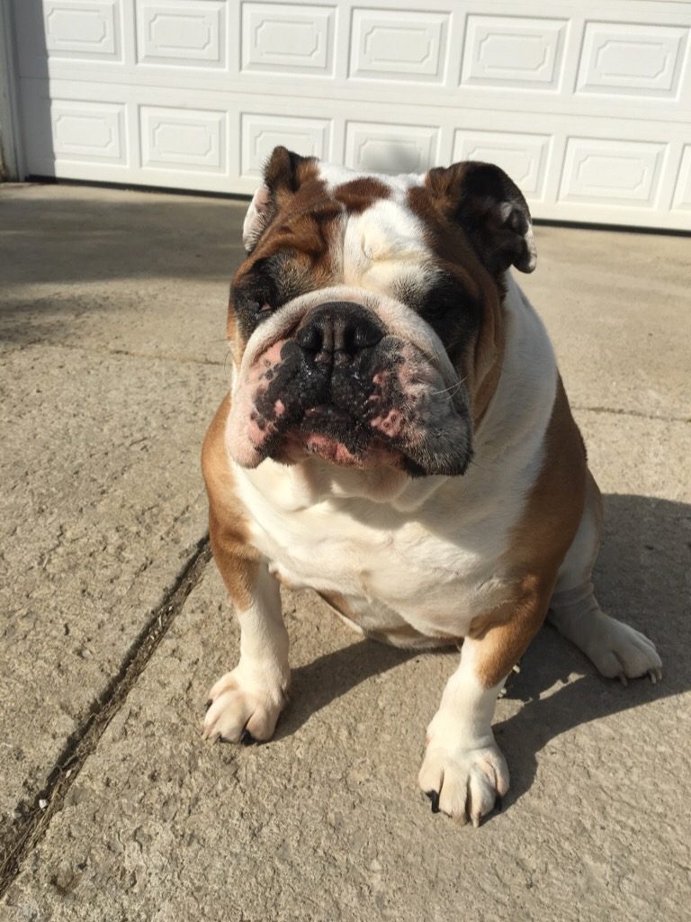 A picture of a brown and white bulldog.