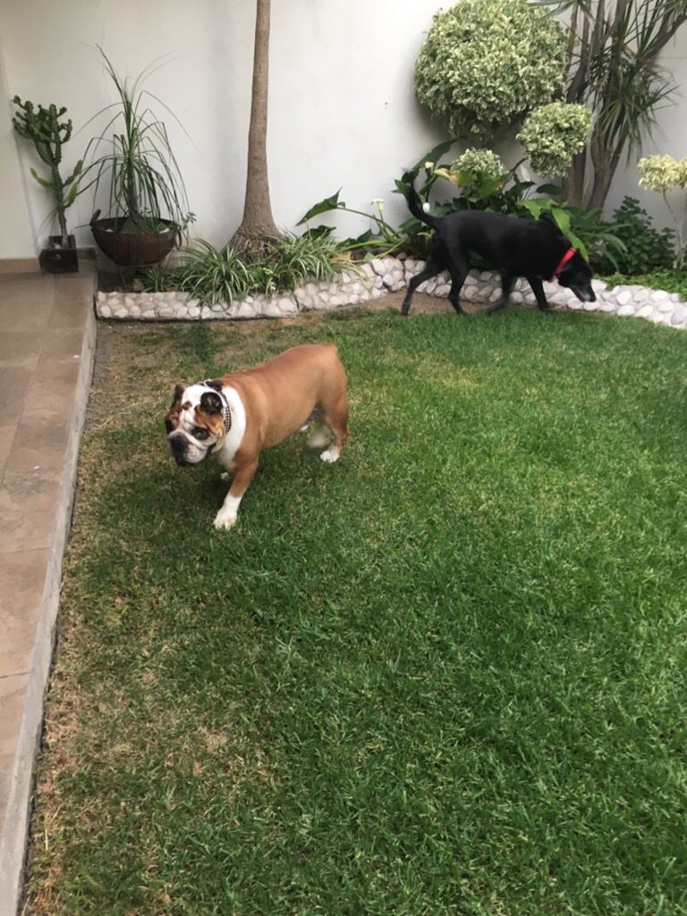 A bulldog and a black lab explore their grassy backyard after their long journey from Ohio to central Mexico. 