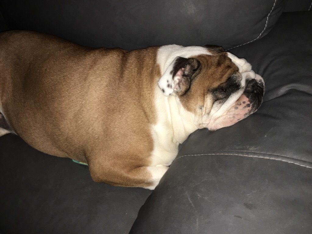 A fawn and white bulldog sleeps on a gray couch