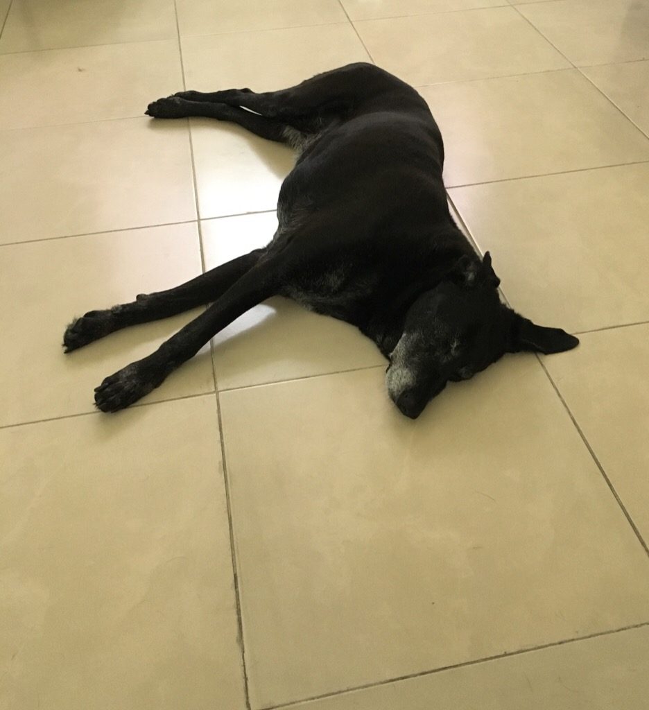 A large black lab lays on cream colored tile. 