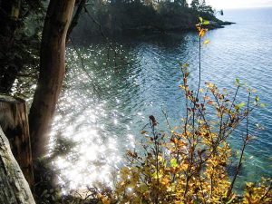 The sun reflects off the water. In the foreround, to the left is a tree and two the right is a wild plant that has yellow and green leaves. In the background, a wooded small cliff jets into the water. No regrets.