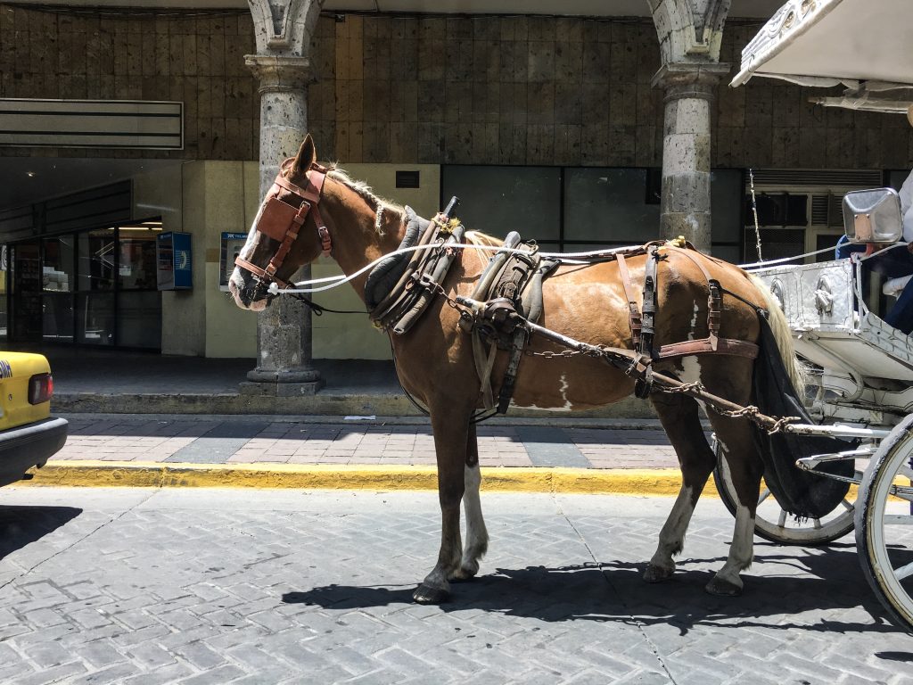 A brown horse attached to a carriage.