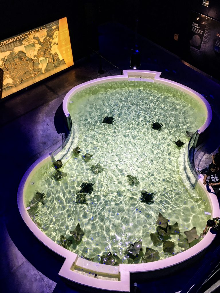 Top view of the stingray pool at Michin Aquarium