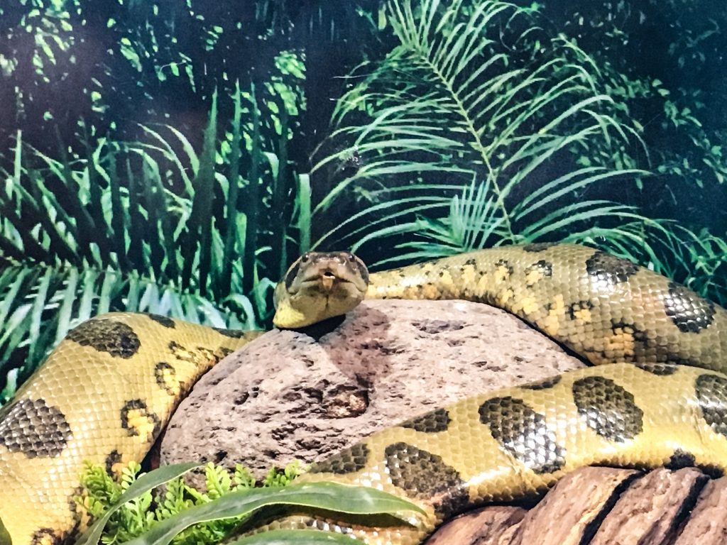 a picture of a brown and yellow snake facing the camera.