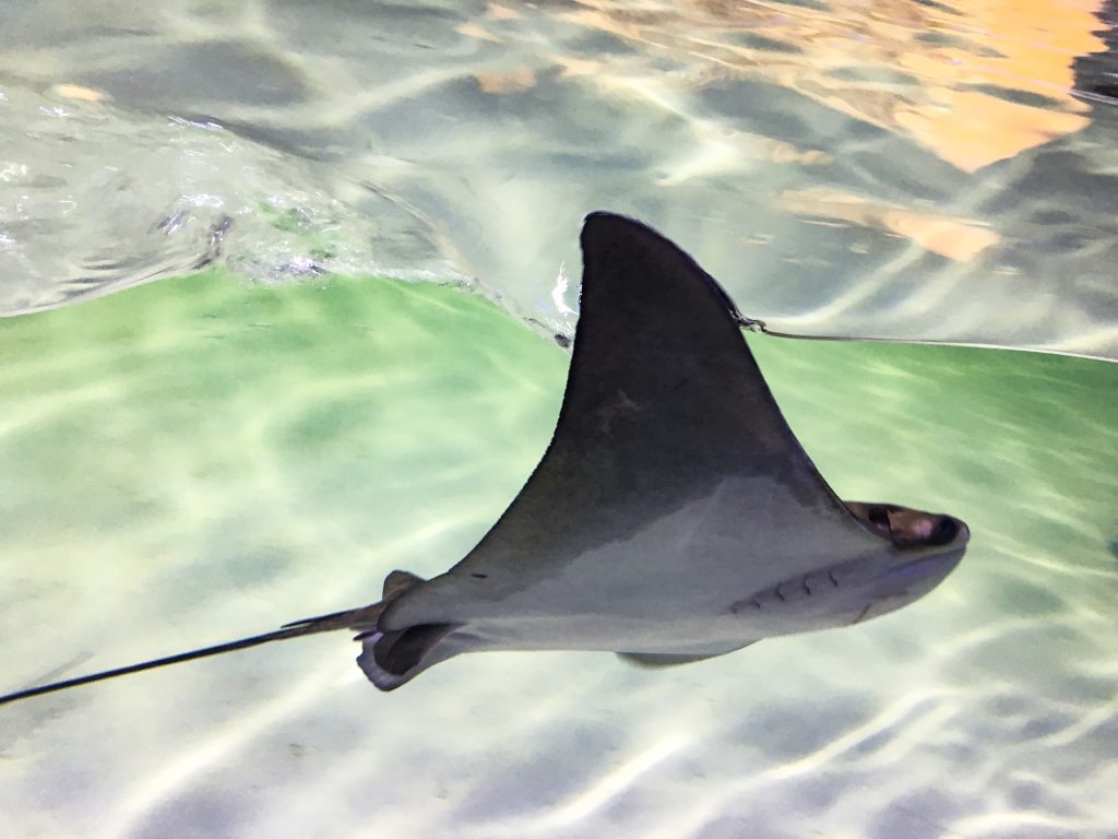 a stingray with one "wing" gliding out of the water