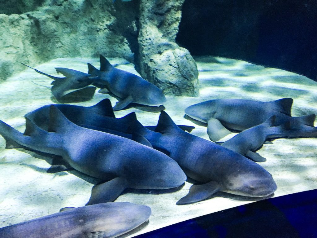 Approximately 6 sharks, laying at the bottom of their very large tank.