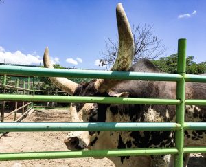 A cow with giant horns. 