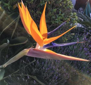 A bird of paradise flower in the sun. I doubted people wanted to see pictures of cockroaches. 