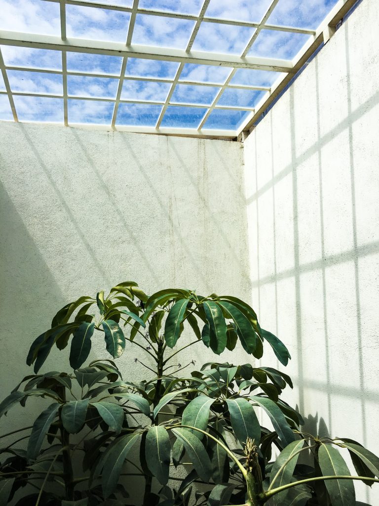 A skylight and the top of an indoor tree.