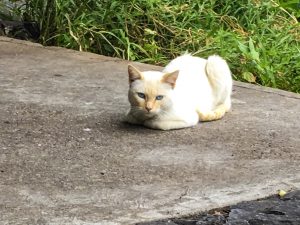 a close up of the white and light tan siamese cat with blue eyes.