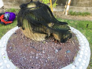 A cactus covered with black spiderweb decorations. 