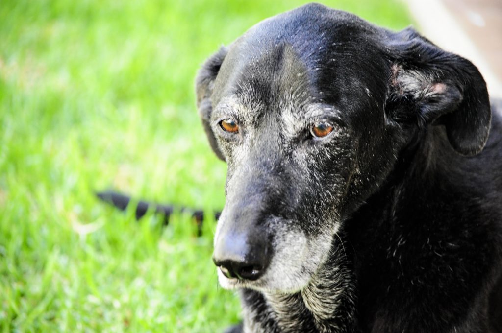 A picture of a graying black lab with beautiful brown eyes. I felt less culture shocked once the dogs arrived (culture shock, Mexico version).