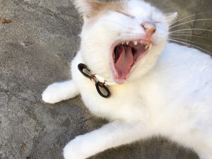 a mostly white calico cat yawns.