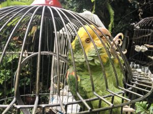 A green parrot with a yellow face, climbing around its cage.