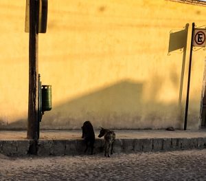 two dogs facing away from the camera, standing half in the street and half on a curb, looking for food, in front of a yellow wall.