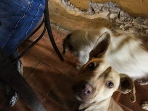 Blurry picture of two cute female dogs, who begged from us in a cafe in Pozes.