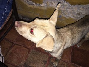 A little light brown dog begs from us at a cafe.