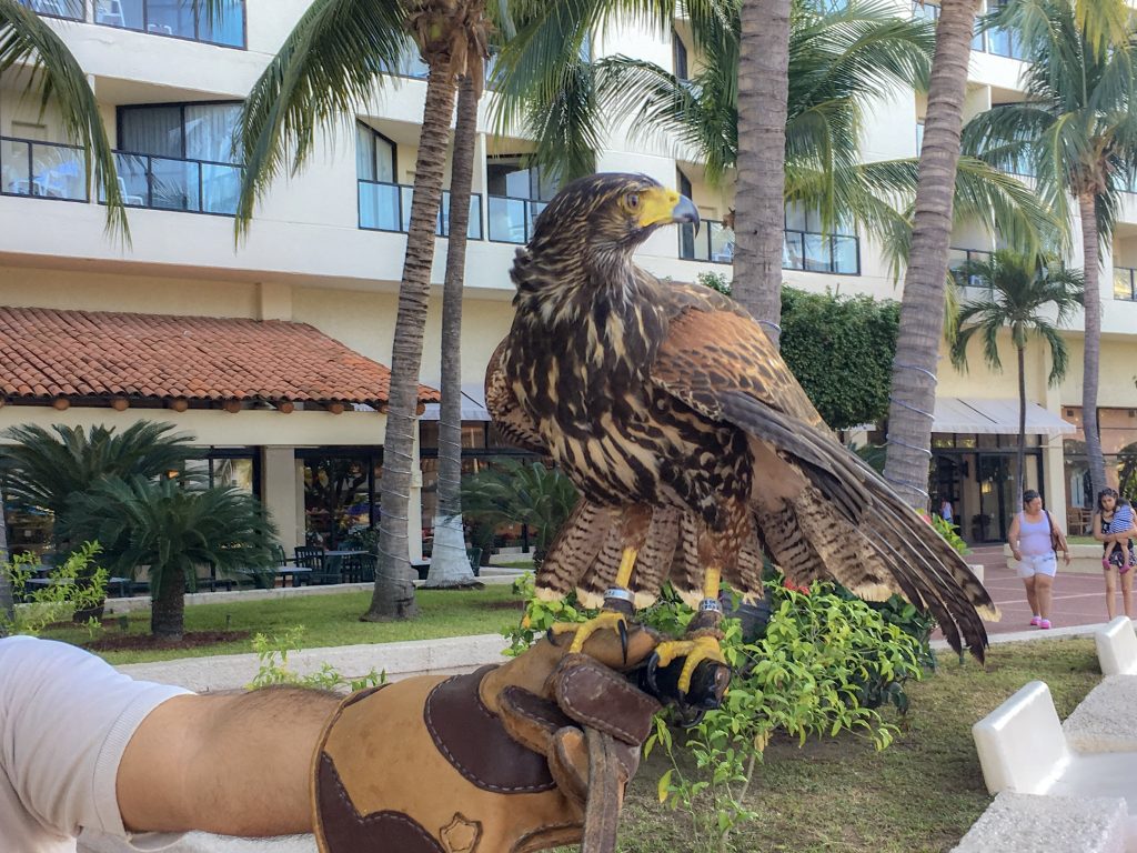 A brown falcon rest majestically on the leather-gloved hand of its human.