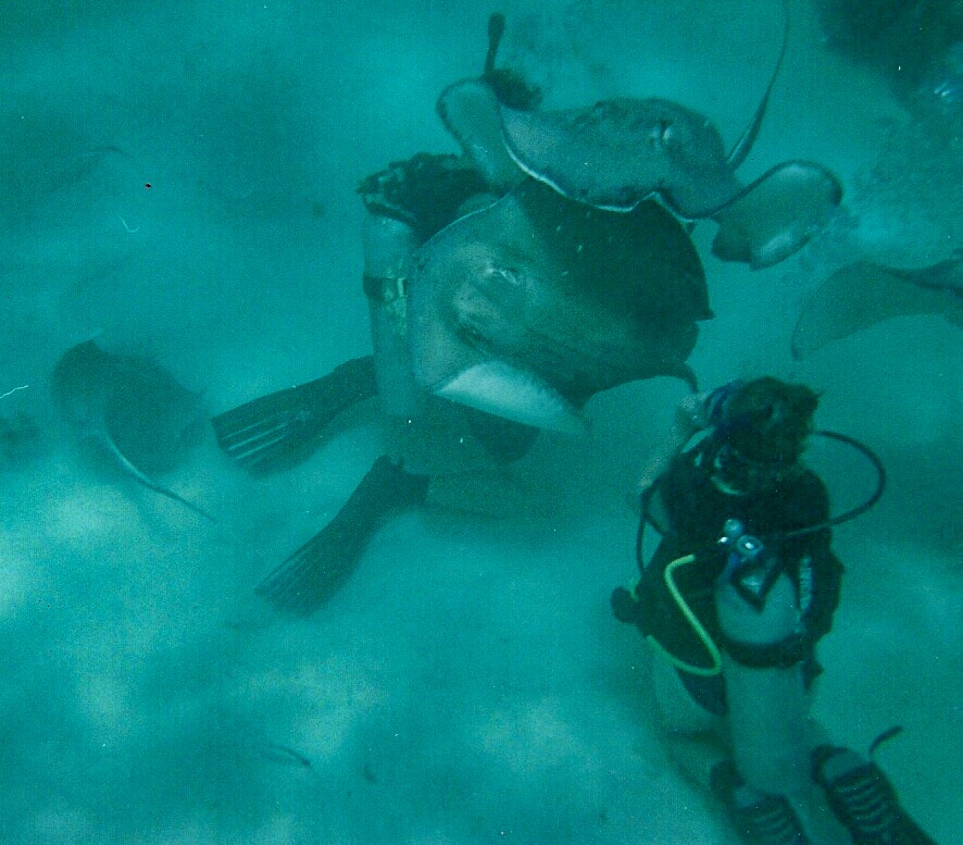 Two divers (me on the right), interacting with stingrays at stingrays city in Grand Cayman Island. It is an activity I now regret.