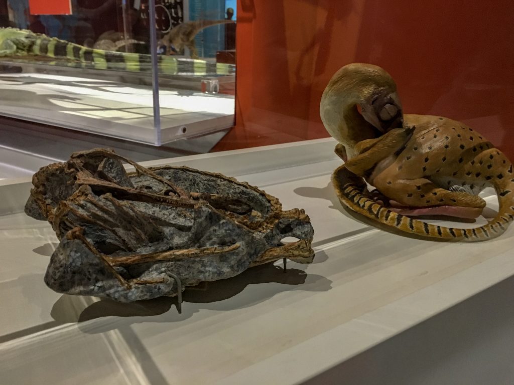 A fossible of a small dinosaur curled up. Next to it, a model of what it might've looked like when it was alive at COSI museum