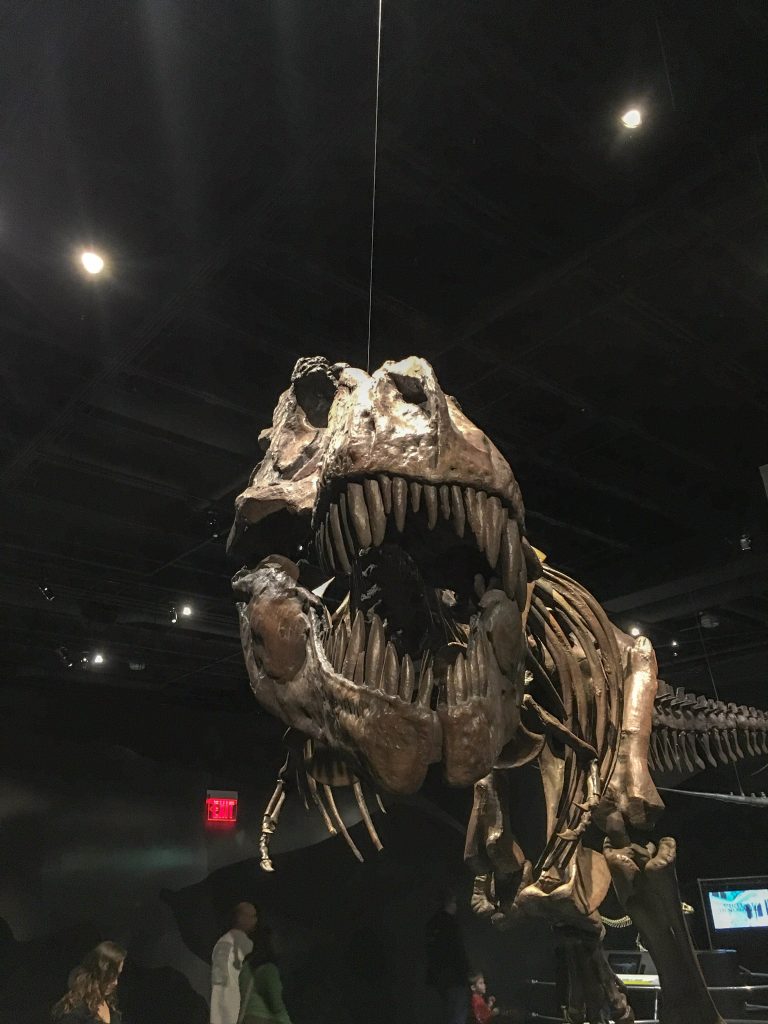 A cast of a T. Rex skeleton in the dinosaur exhibit at COSI Columbus Ohio.