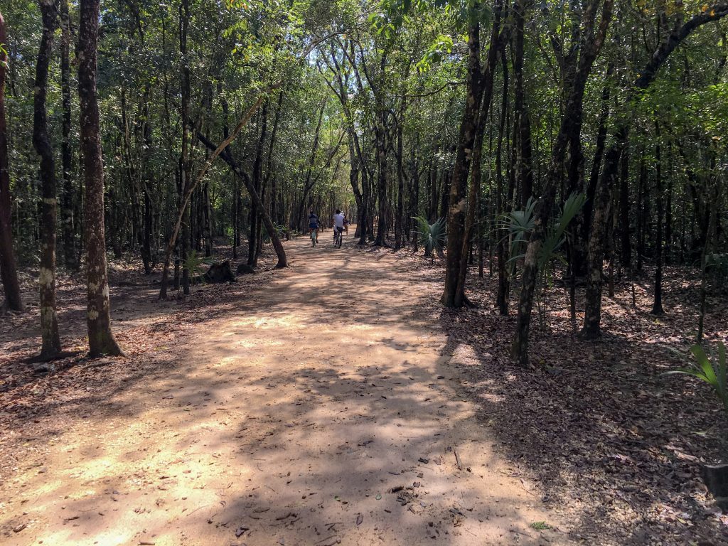 A brown, dry packed soil trail, through trees that are actually part of the jungle at the Coba ruins. There are three bicyclists in the distance.