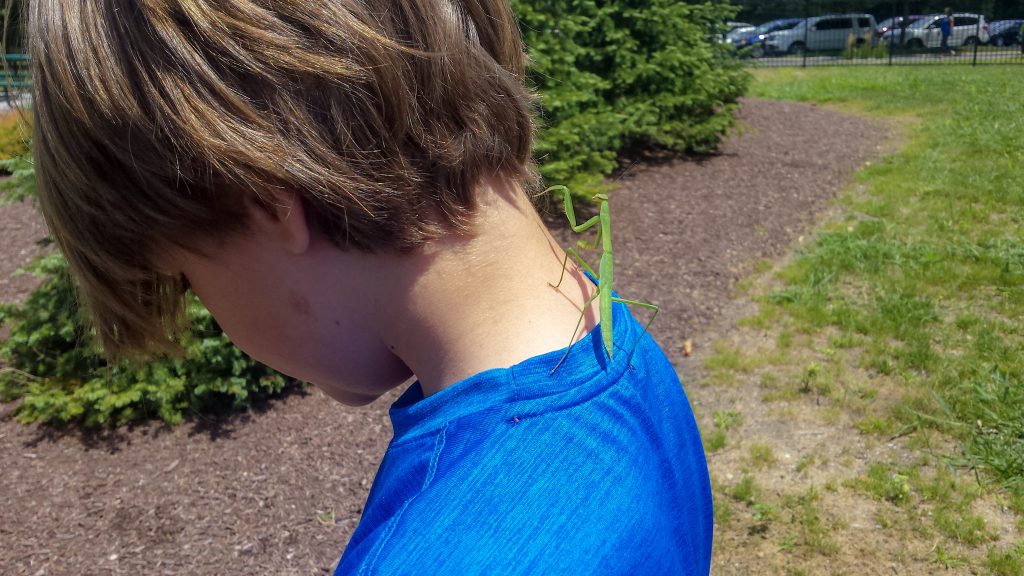 a green praying mantis on the neck of a boy in a blue shirt, with pine trees behind him.