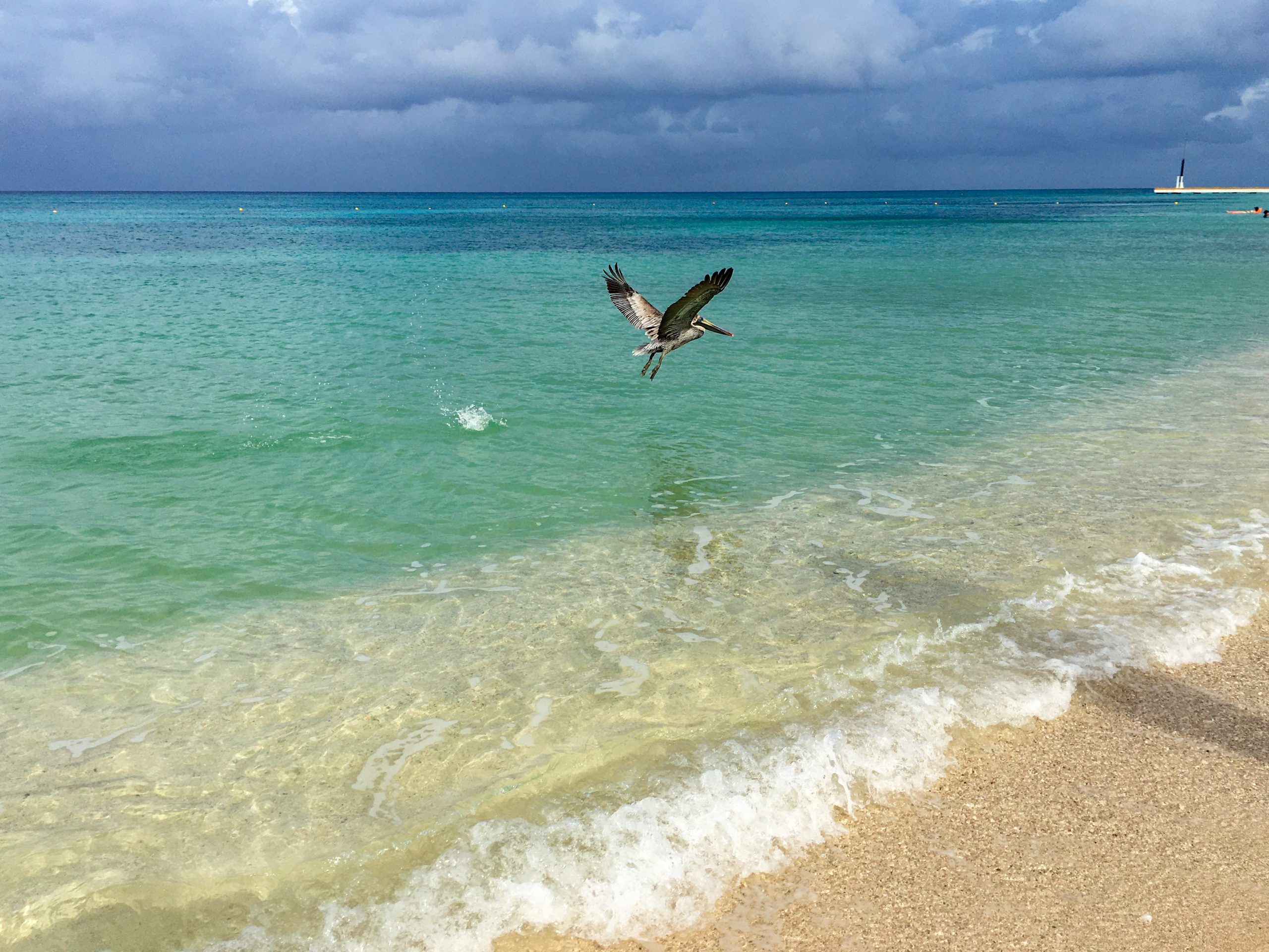 A pelican flies over the turqoise and blue water of a beach in Cozumel. It's hard to decide between Cancun vs Cozumel!