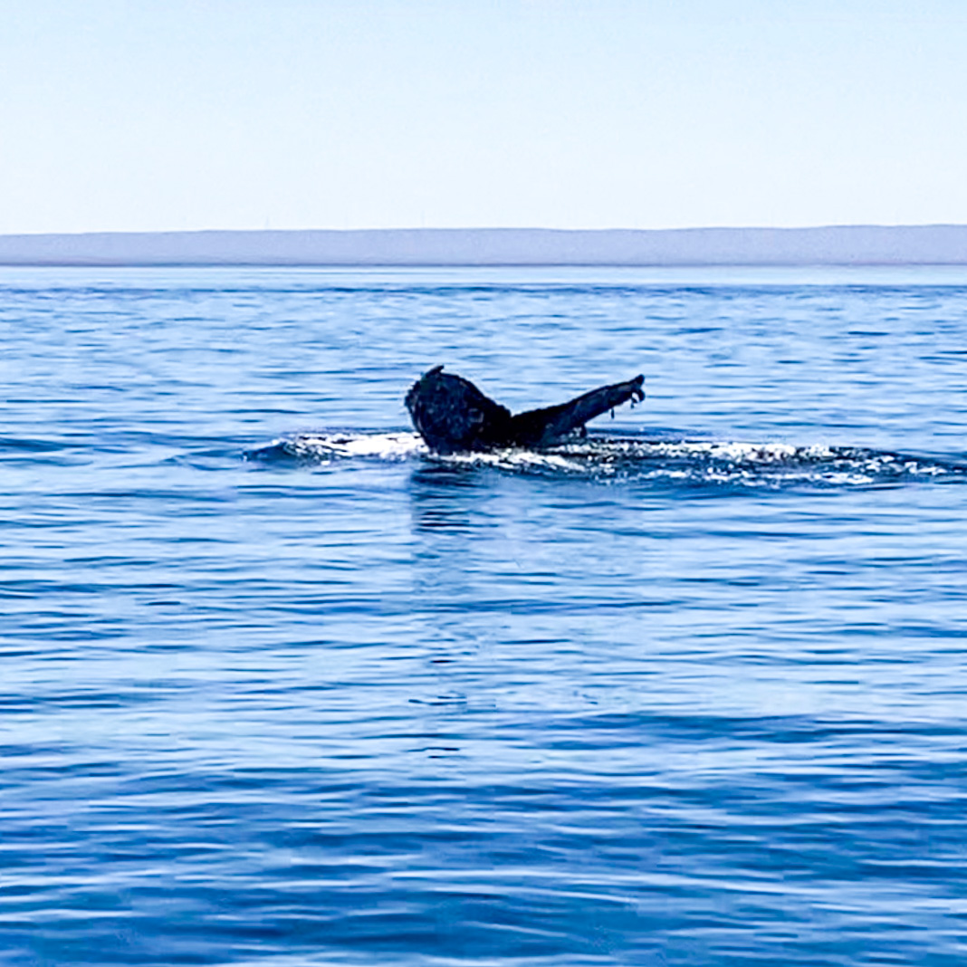 Seeing Whales in La Paz, Mexico