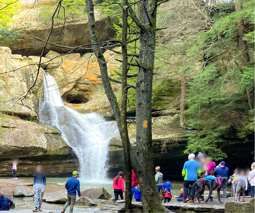 A picturesque water is featured on the left half of the photo. In the foreground is a bare tree. People and beautiful dogs are surrounding the waterfall. There are some green tree on the right side of the photo.