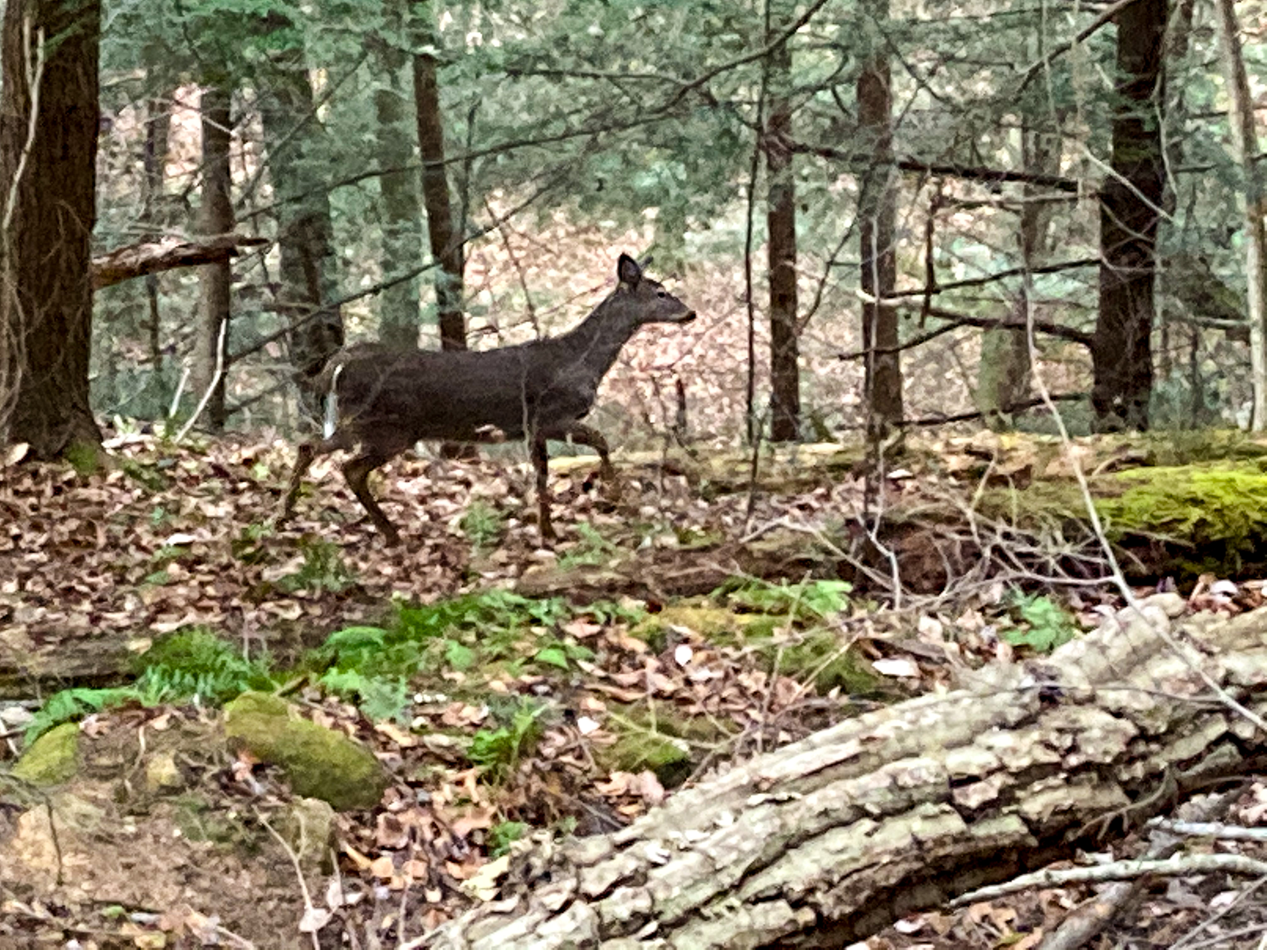 This is a slightly grainy image of a female dear (doe) in the woods.